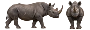 Black rhinoceros