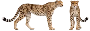 Cheetah