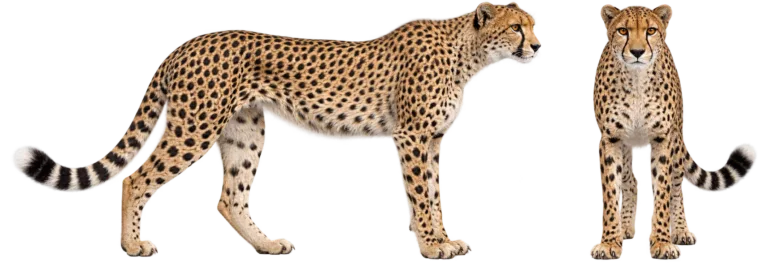 Cheetah