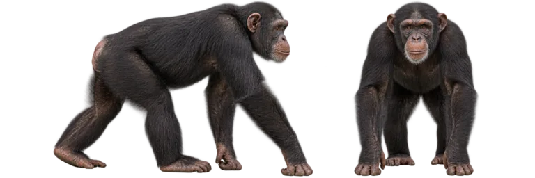 Chimpanzee