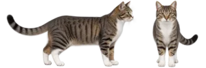 Domestic Cat