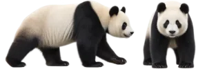 Giant Panda