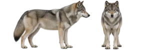 Gray Wolf