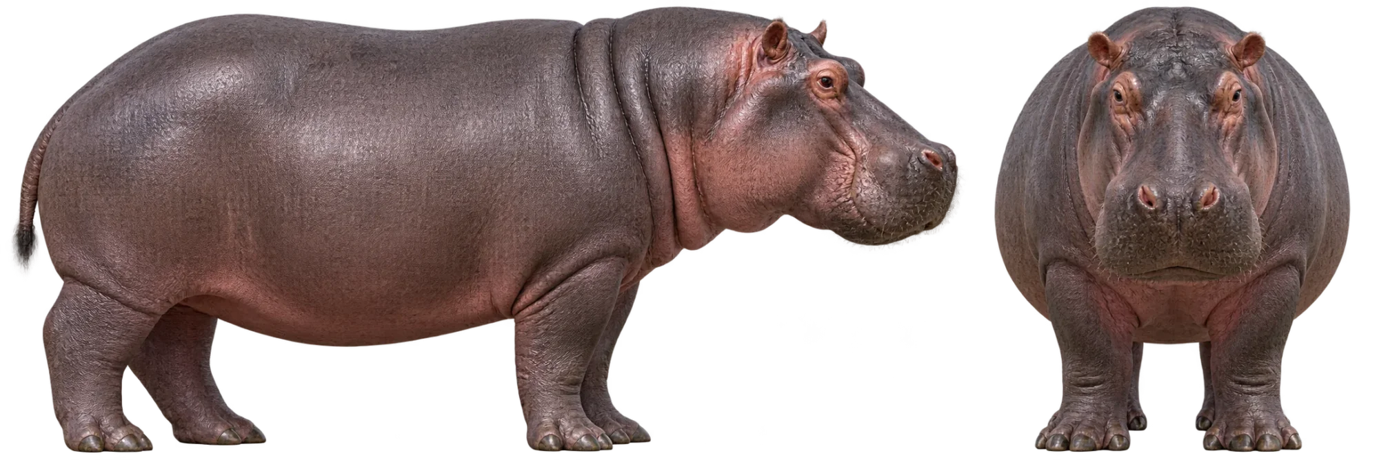 Hippopotamus