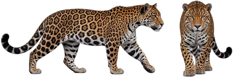 Jaguar