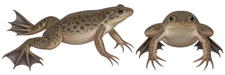 African clawed frog