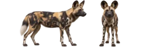 African Wild Dog