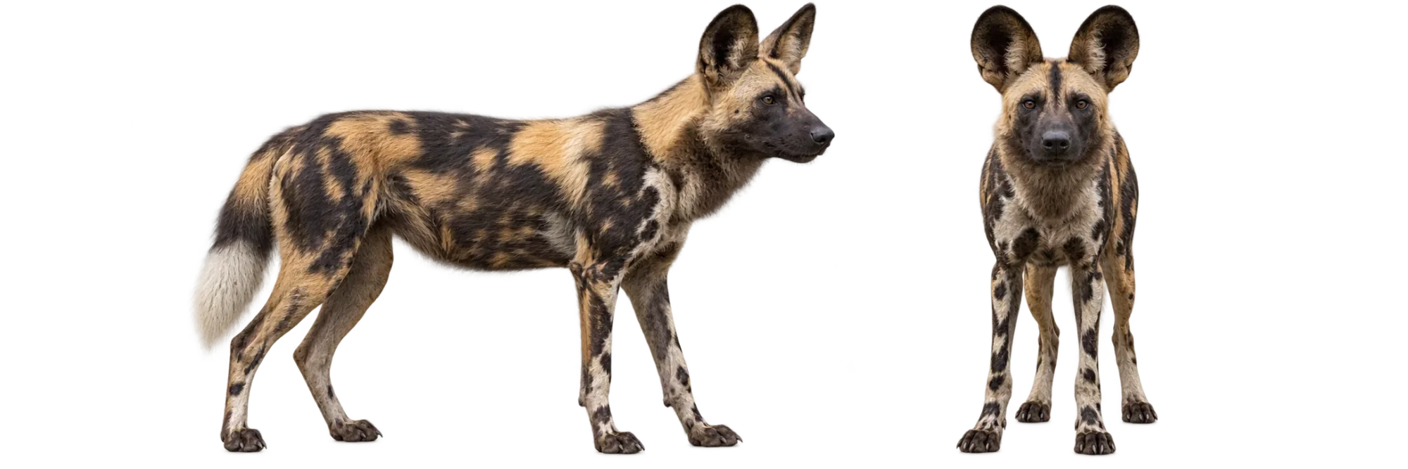 African Wild Dog