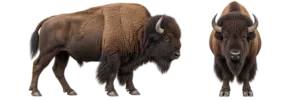 American Bison