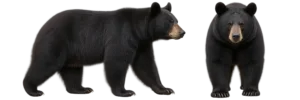 American Black Bear