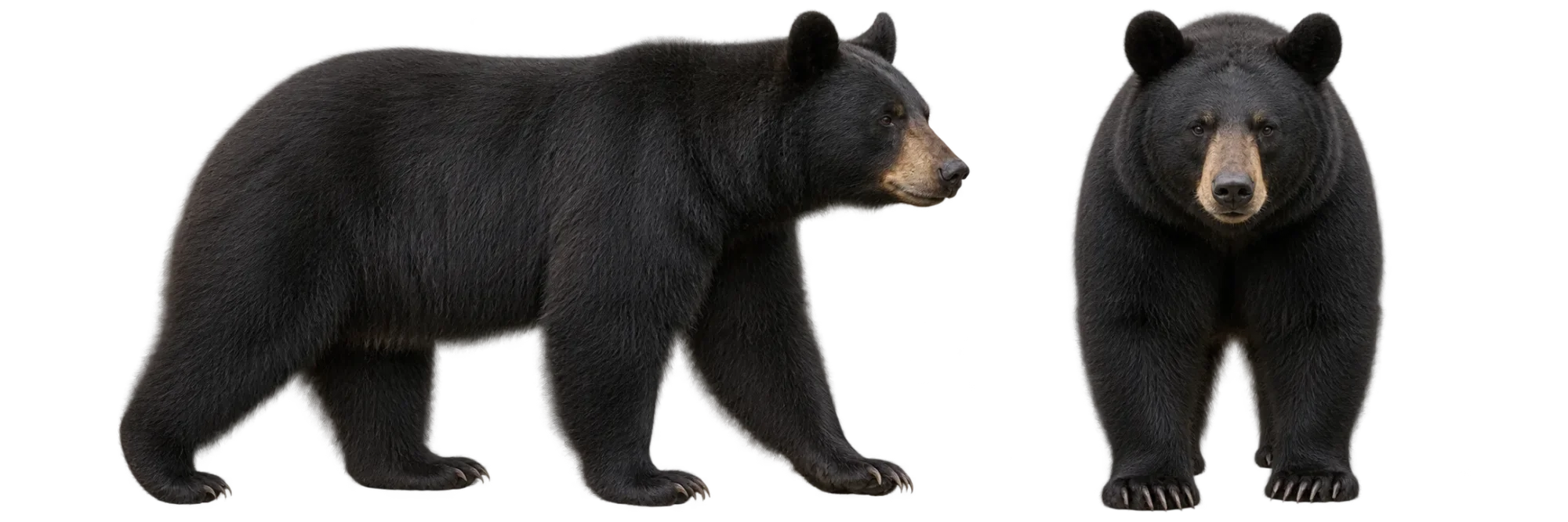 American Black Bear