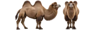 Bactrian Camel