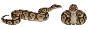 Ball Python
