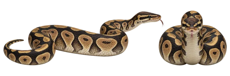 Ball python