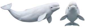 Beluga