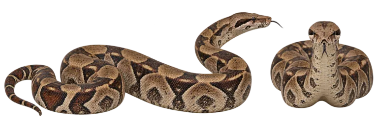 Boa constrictor