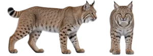 Bobcat