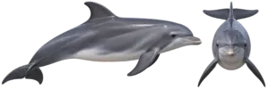 Bottlenosed Dolphin