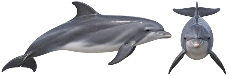 Bottlenosed Dolphin