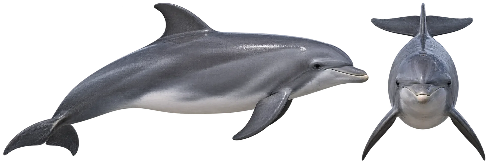 Bottlenosed Dolphin