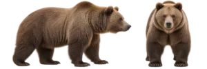 Brown Bear
