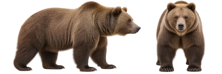 Brown Bear