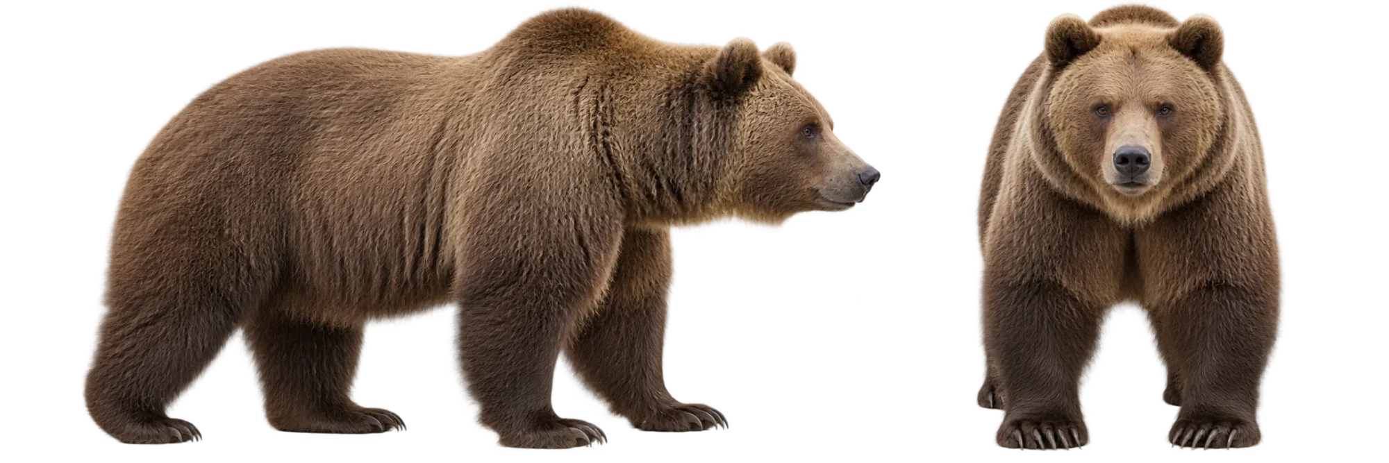 Brown Bear