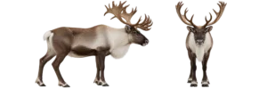 Caribou, Or Reindeer
