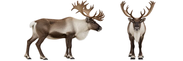 Caribou, or Reindeer