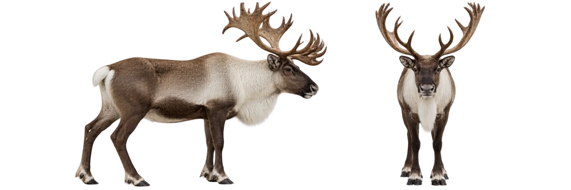 Caribou, Or Reindeer