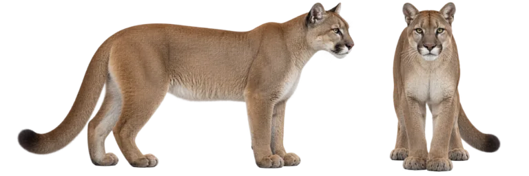 Cougar