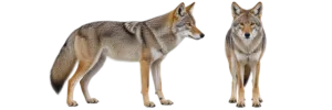 Coyote