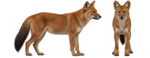 Dhole