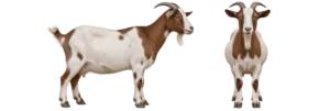 Domestic Goat