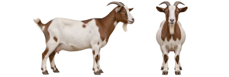 Domestic goat