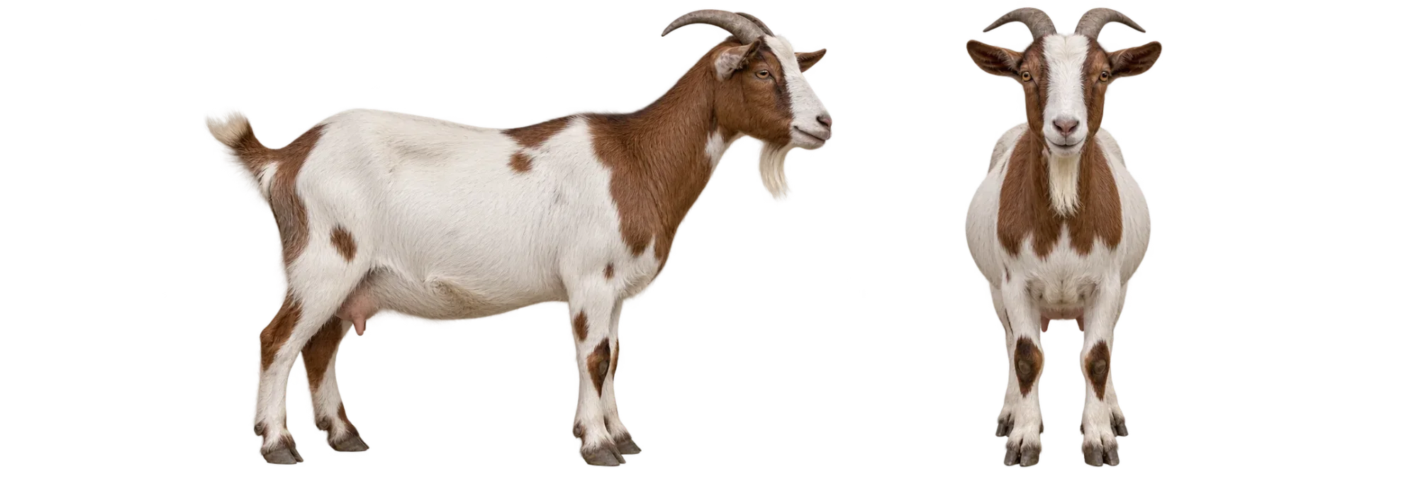 Domestic Goat