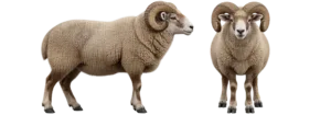 Domestic Sheep, Or Mouflon