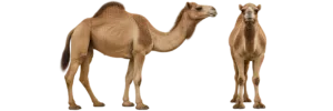 Dromedary