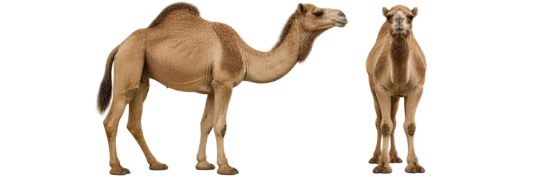 Dromedary