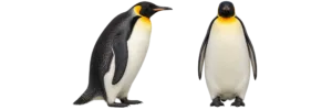 Emperor Penguin