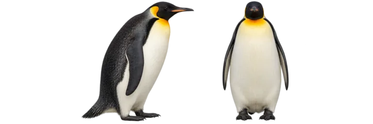 Emperor penguin