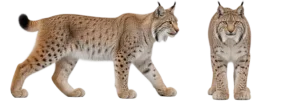 Eurasian Lynx