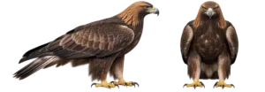 Golden Eagle