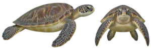 Green Sea Turtle