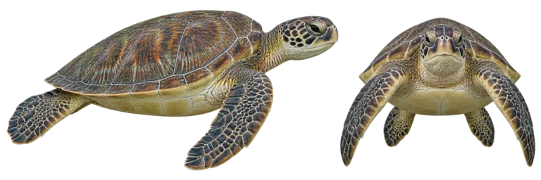 Green sea turtle