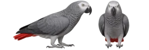 Grey Parrot