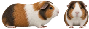 Guinea Pig
