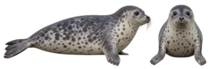 Harbor Seal