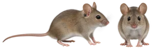 House Mouse