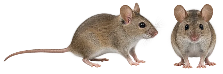 House Mouse